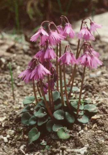 Soldanella montana