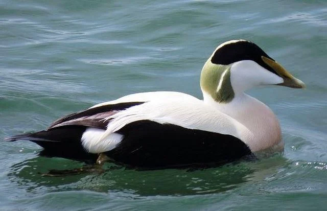 Somateria mollissima