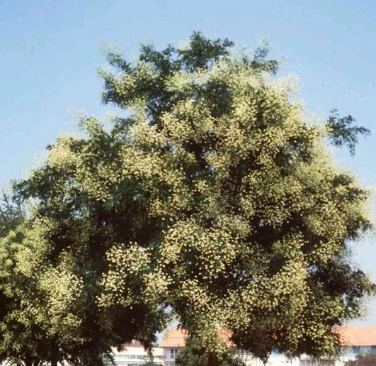 Sophora japonica