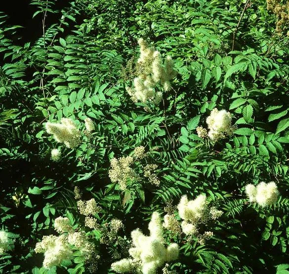 Sorbaria sorbifolia