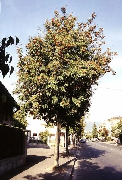 Sorbus aucuparia