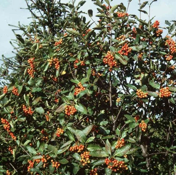 Sorbus chamaemespilus