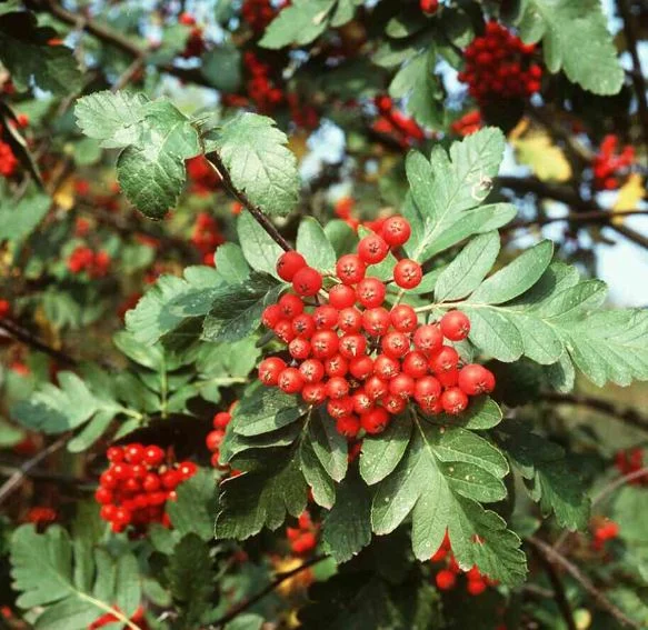Sorbus hybrida
