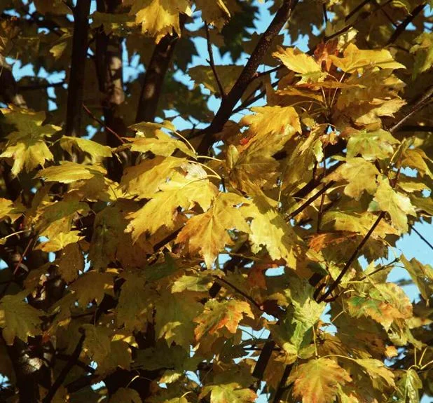 Sorbus torminalis