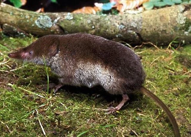 Sorex coronatus