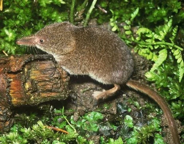 Sorex minutus