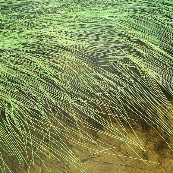 Sparganium minimum