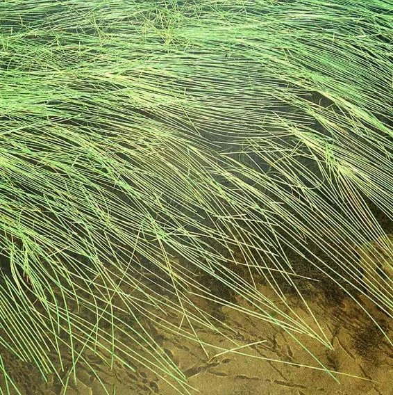 Sparganium natans