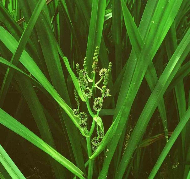 Sparganium ramosum