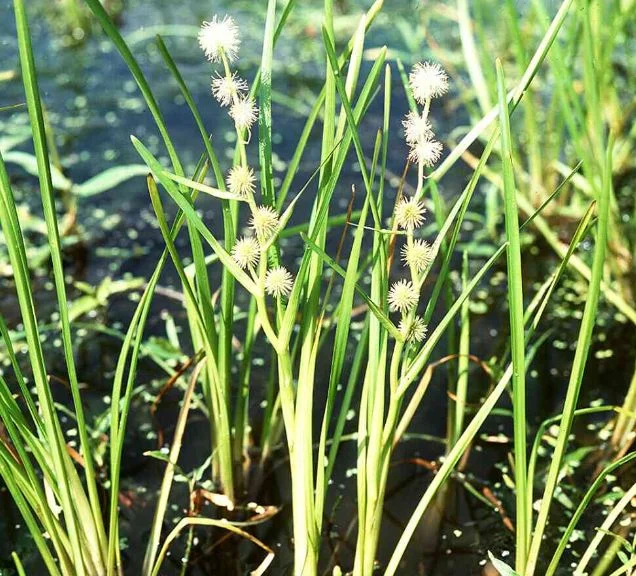 Sparganium simplex