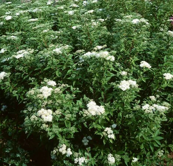 Spiraea albiflora