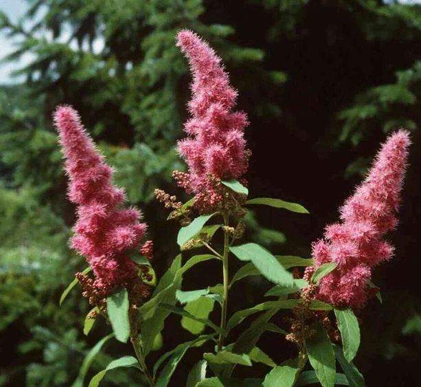 Spiraea douglasii