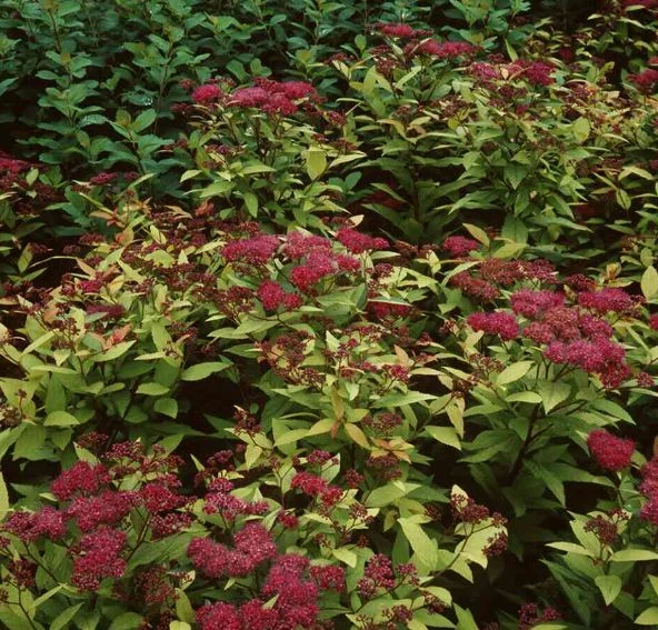 Spiraea Japonica Goldflame