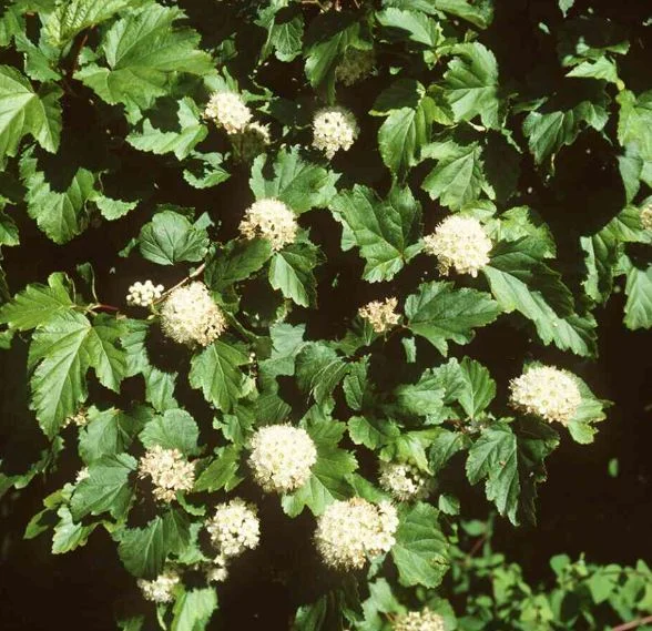 Spiraea opulifolia