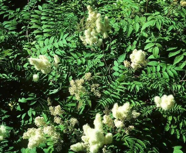 Spiraea sorbifolia