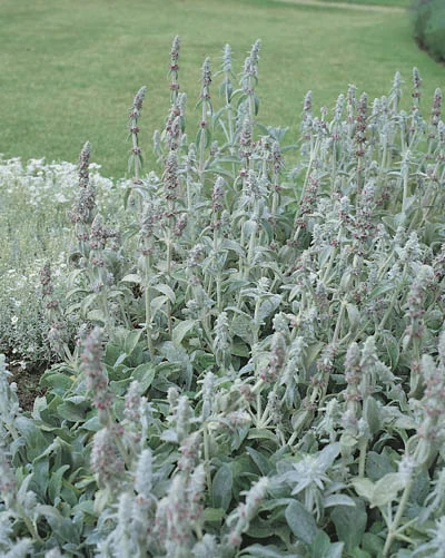 Stachys byzantina