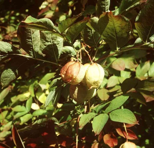 Staphylea pinnata