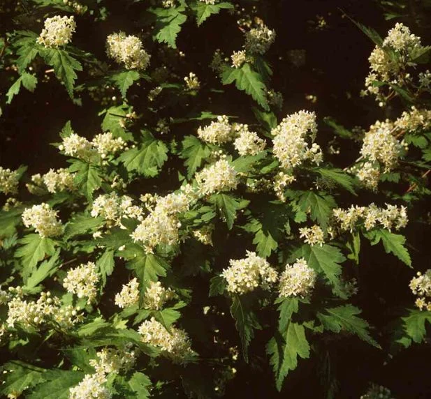 Stephanandra incisa