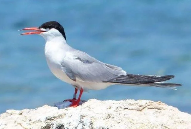 Sterna hirundo