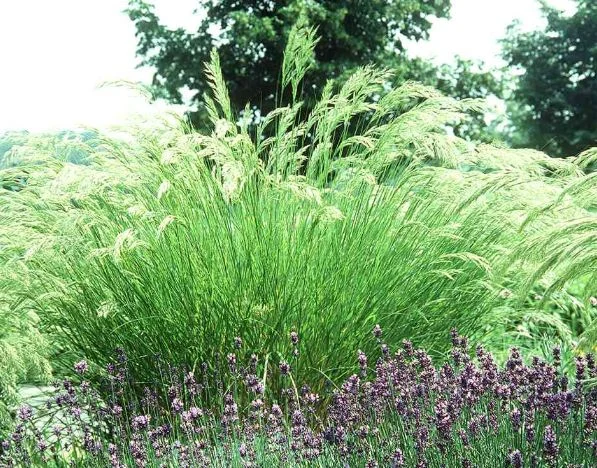 Stipa calamagrostis