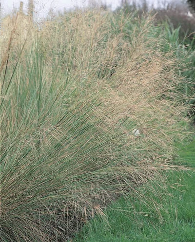 Stipa capillata