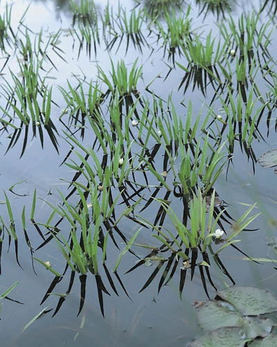 Stratiotes aloides