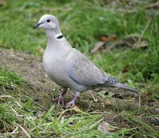 Streptopelia decaocto