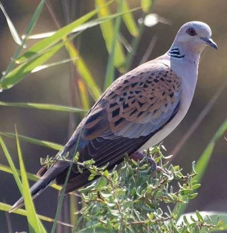 Streptopelia turtur