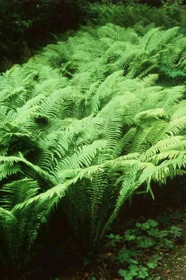 Struthiopteris filicastrum