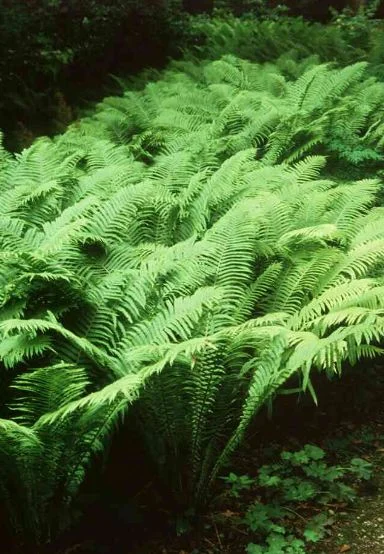 Struthiopteris germanica