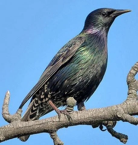 Sturnus vulgaris
