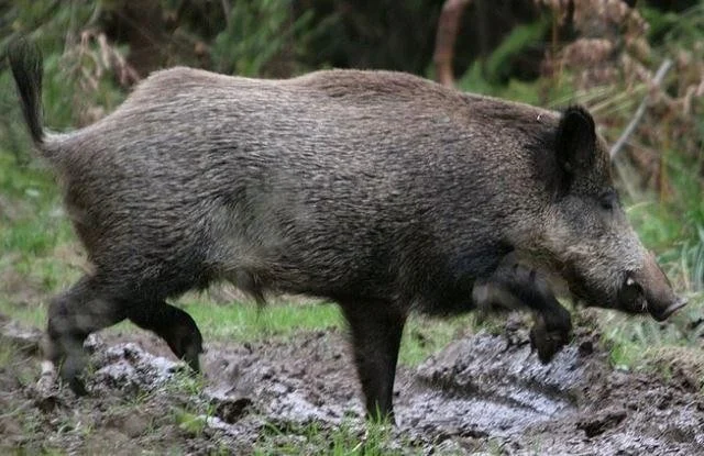 Sus scrofa