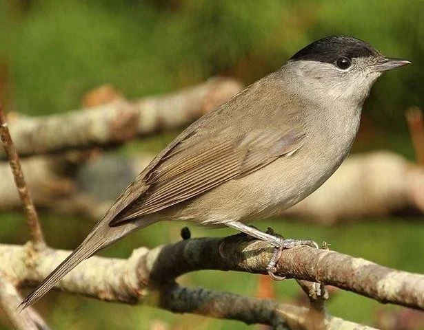 Sylvia atricapilla