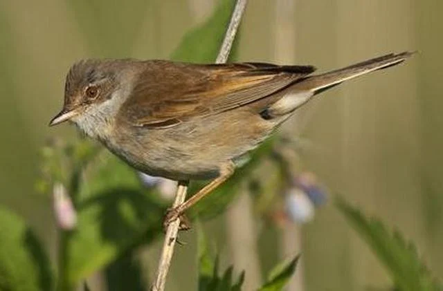 Sylvia communis