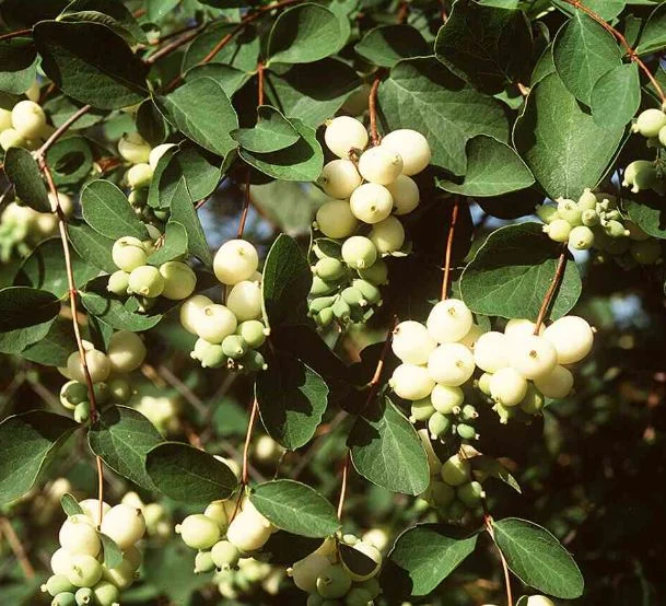 Symphoricarpos albus var.  laevigatus