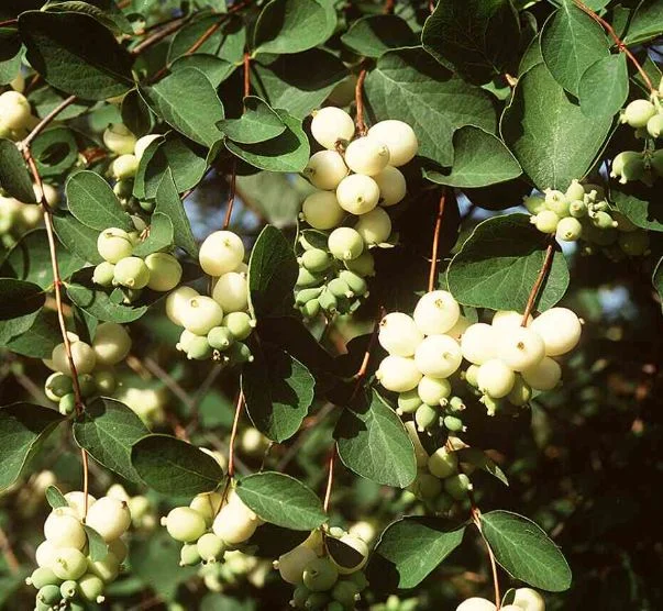 Symphoricarpos rivularis