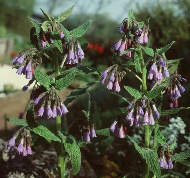 Symphytum caucasicum