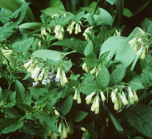 Symphytum grandiflorum