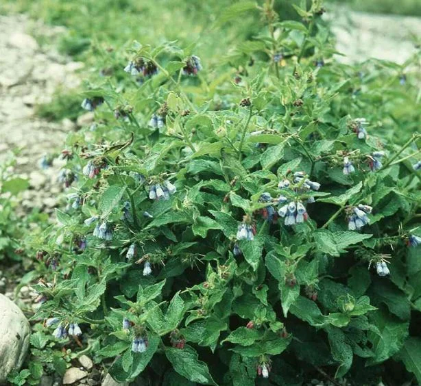 Symphytum peregrinum