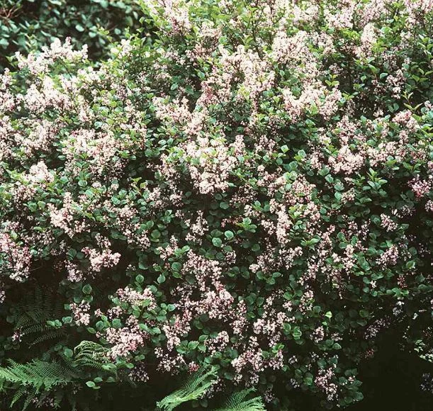 Syringa microphylla  Superba