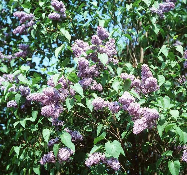 Syringa vulgaris