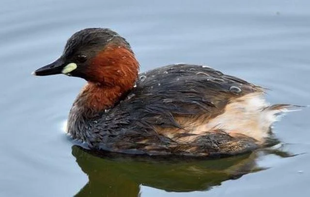 Tachybaptus ruficollis