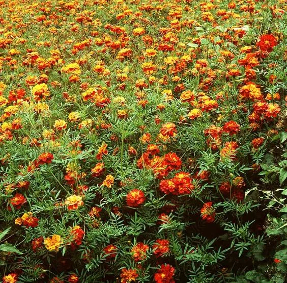 Tagetes patula
