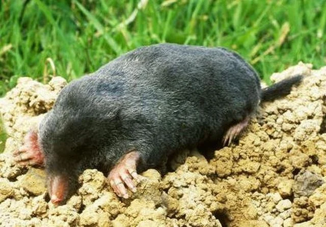 Talpa europaea