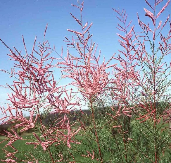 Tamarix odessana