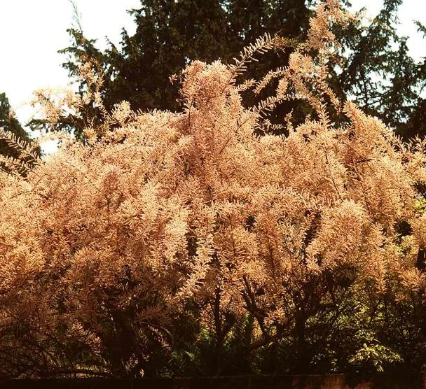 Tamarix parviflora
