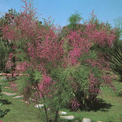 Tamarix ramosissima