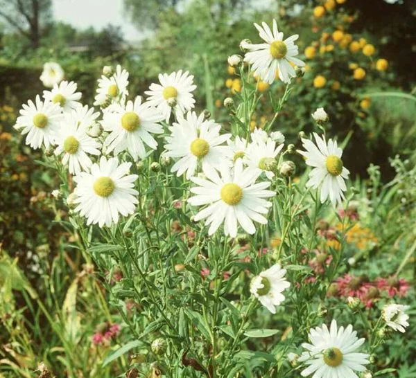 Tanacetum serotinum