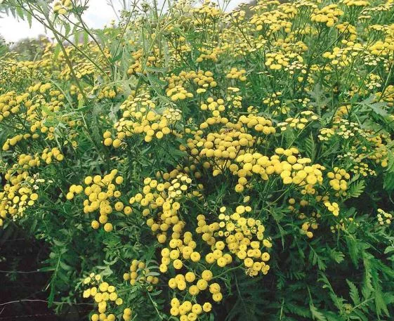 Tanacetum vulgare
