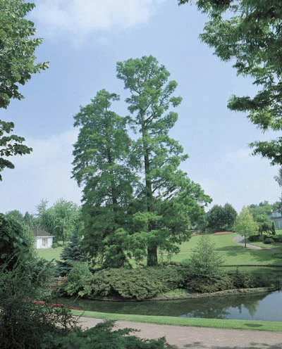 Taxodium distichum